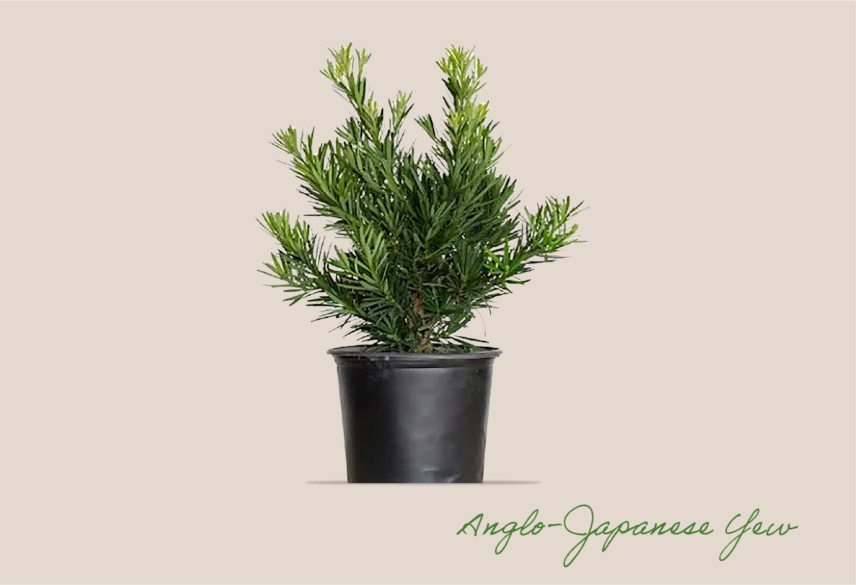 North Texas Plants